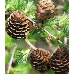 Лиственница Маргилинда