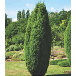 Можжевельник Обыкновенный Hibernica