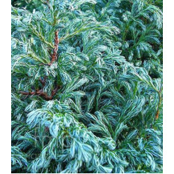 Кипарисовик Горохоплодный Boulevard