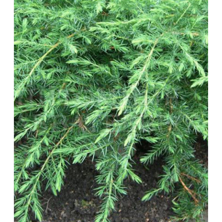Можжевельник Обыкновенный Green Carpet