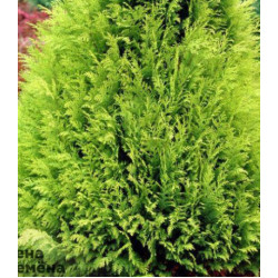 Кипарисовик Лавсона Stardust