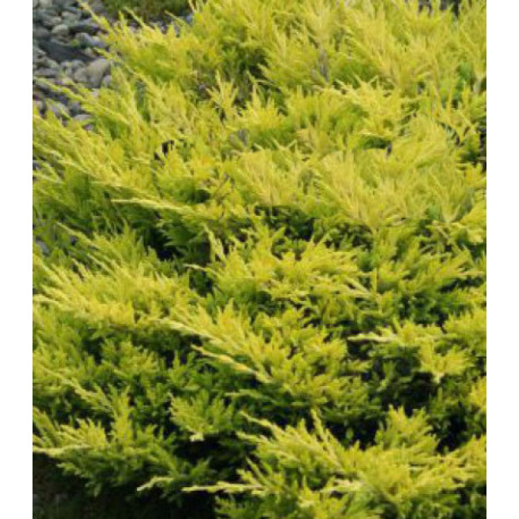 Можжевельн��к Горизонтальный Lime Glow