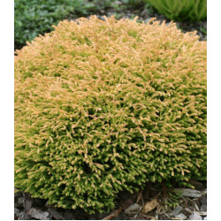 Туя Западная Golden Tuffet