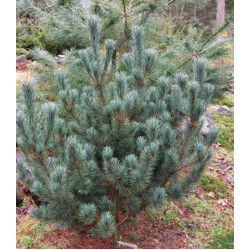 Сосна Белая Японская