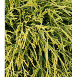 Кипарисовик Горохоплодный Sungold