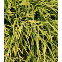 Кипарисовик Горохоплодный Sungold