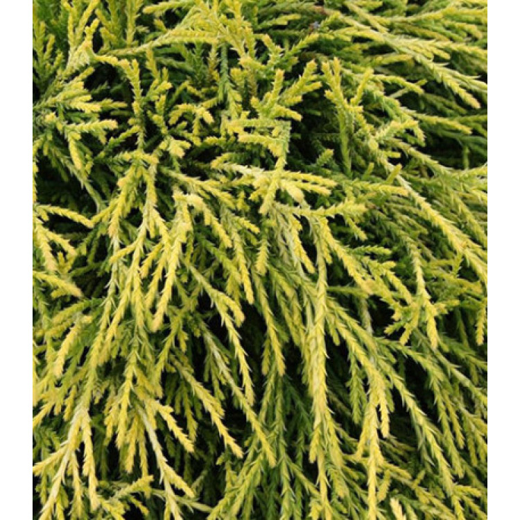 Кипарисовик Горохоплодный Sungold