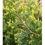 Туя Западная Aureospicata