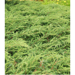 Можжевельник Обыкновенный Repanda