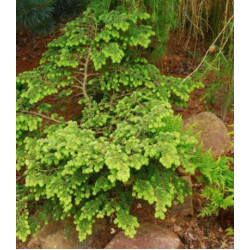 Тсуга Канадская Verkade Recurved