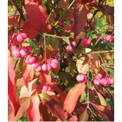 Бересклет европейский Шервудский