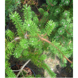 Сосна Банкса