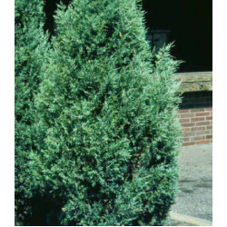 Можжевельник Виргинский Glauca