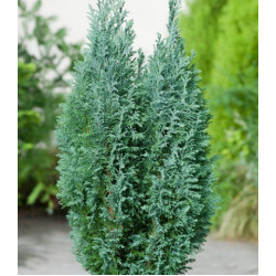 Кипарисовик Лавсона Ellwoodii