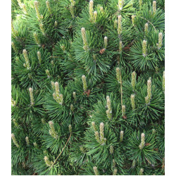 Сосна Горная Карликовая