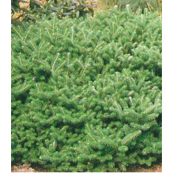 Пихта Корейская Compact Dwarf