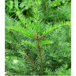 Тис Остроконечный