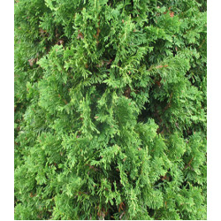 Туя Западная Degroots Spire