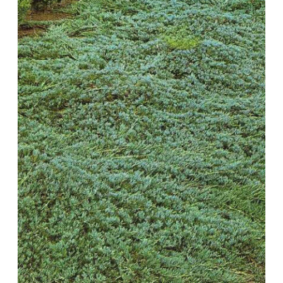 Можжевельник Горизонтальный Glauca