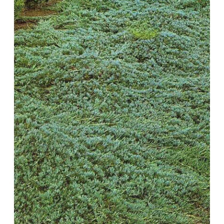 Можжевельник Горизонтальный Glauca