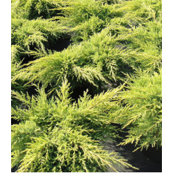 Можжевельник Средний Gold Star