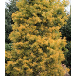 Пихта Одноцветная Winter Gold