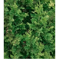 Туя Западная Cristata