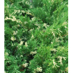 Можжевельник Горизонтальный Variegata