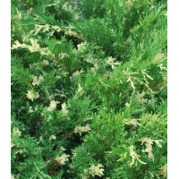 Можжевельник Горизонтальный Variegata